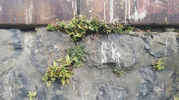 Muurplant op ecokademuur 