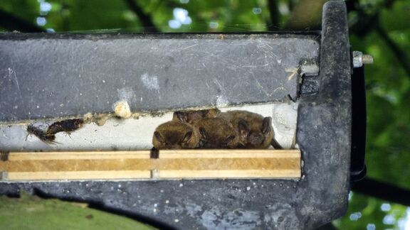 Vleermuizen in een vleermuizenkast