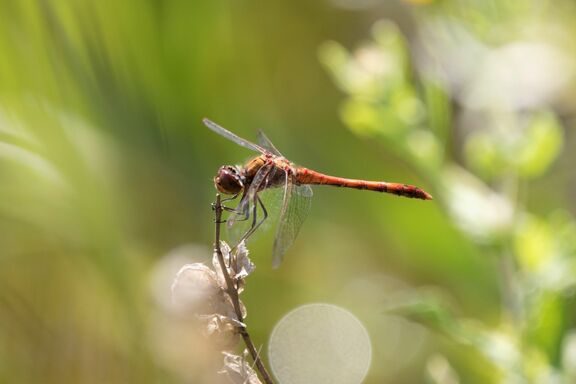 Close-up van een rode libel die op een dunne tak zit, met transparante vleugels duidelijk zichtbaar. De achtergrond is groen en onscherp, wat een natuurlijke omgeving met planten en zonlicht suggereert.