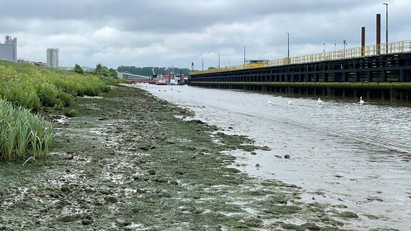 Natuurvriendelijke oever