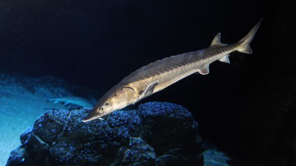 De steur, een eeuwenoude vis, is in de jaren 50 voor het laatst in de Nederlandse wateren gespot. Foto: Diergaarde Blijdorp