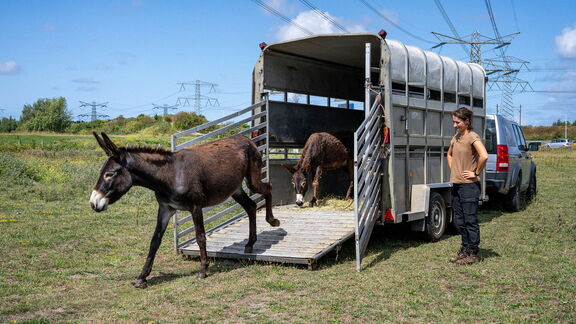 Ezels Geuzenbos lopen uit trailer