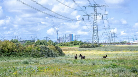Ezels in de haven van Rotterdam