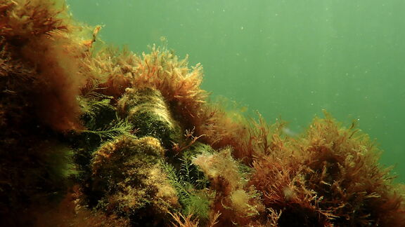 Oesterriffen zijn zeldzaam geworden in de Noordzee. Met de ze proef zet het consortium in op herstel van de riffen. Foto: ARK Rewilding