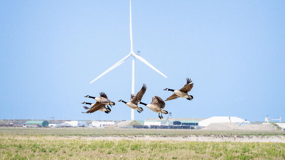 Eine Schar Gänse fliegt von der Maasvlakte weg.