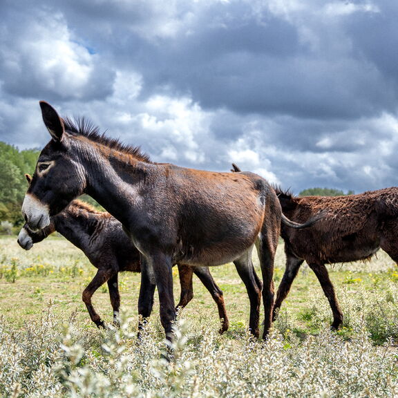 Ezels in het Geuzenbos