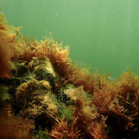 Oesterriffen zijn zeldzaam geworden in de Noordzee. Met de ze proef zet het consortium in op herstel van de riffen. Foto: ARK Rewilding