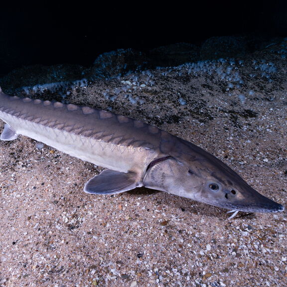 Steurenuitzet bij Woudrichem