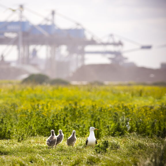 Een kolonie meeuwen op de Maasvlakte